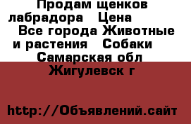 Продам щенков лабрадора › Цена ­ 20 000 - Все города Животные и растения » Собаки   . Самарская обл.,Жигулевск г.